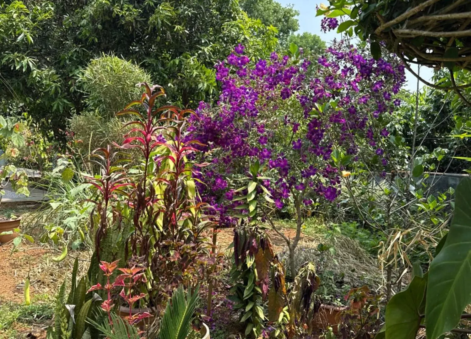 Jungle Castle Bed & Breakfast Wayanad 0*,